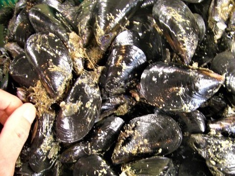 CIMG2221 (2)_コピー_コピー