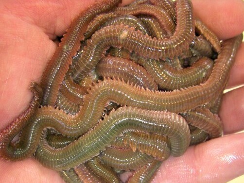 CIMG1337 (3)_コピー_コピー