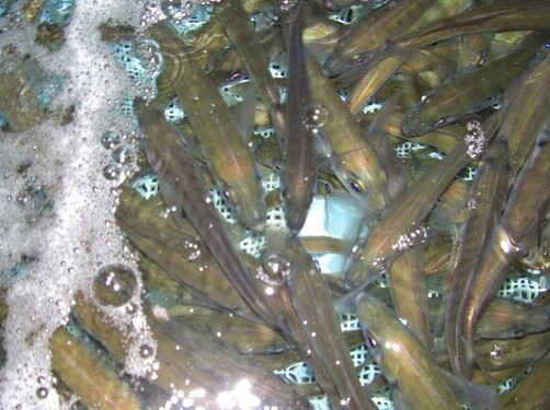 CIMG1605 (2)_コピー_コピー