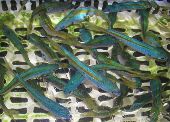 CIMG3650 (2)_コピー_コピー