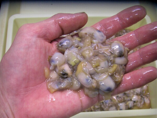 CIMG3670 (2)_コピー