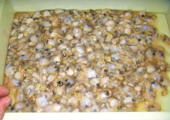 CIMG3663 (2)_コピー_コピー