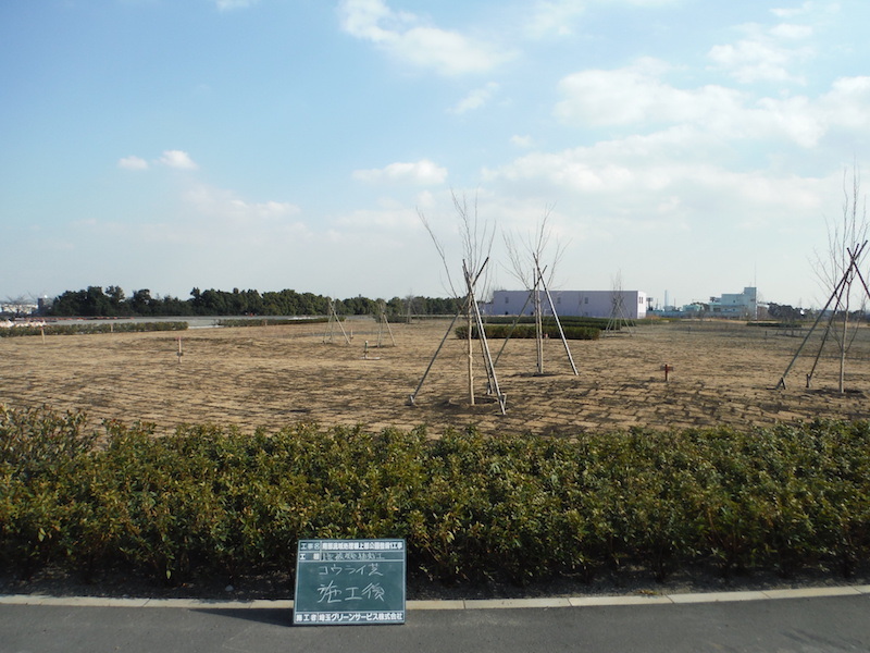 コウライ芝 施工後