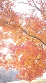紅葉.jpg
