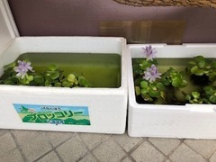 IMG_0418_コピー