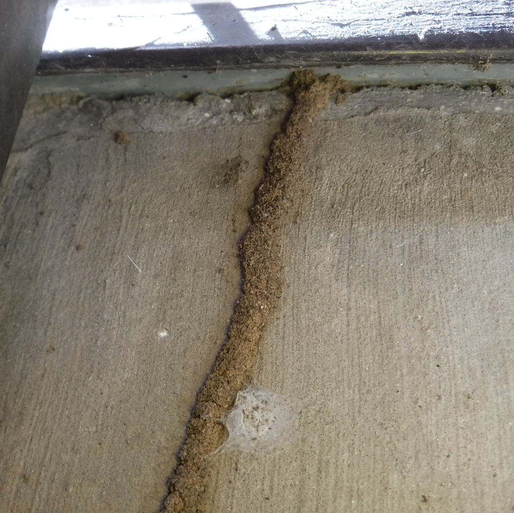 基礎についた蟻道1