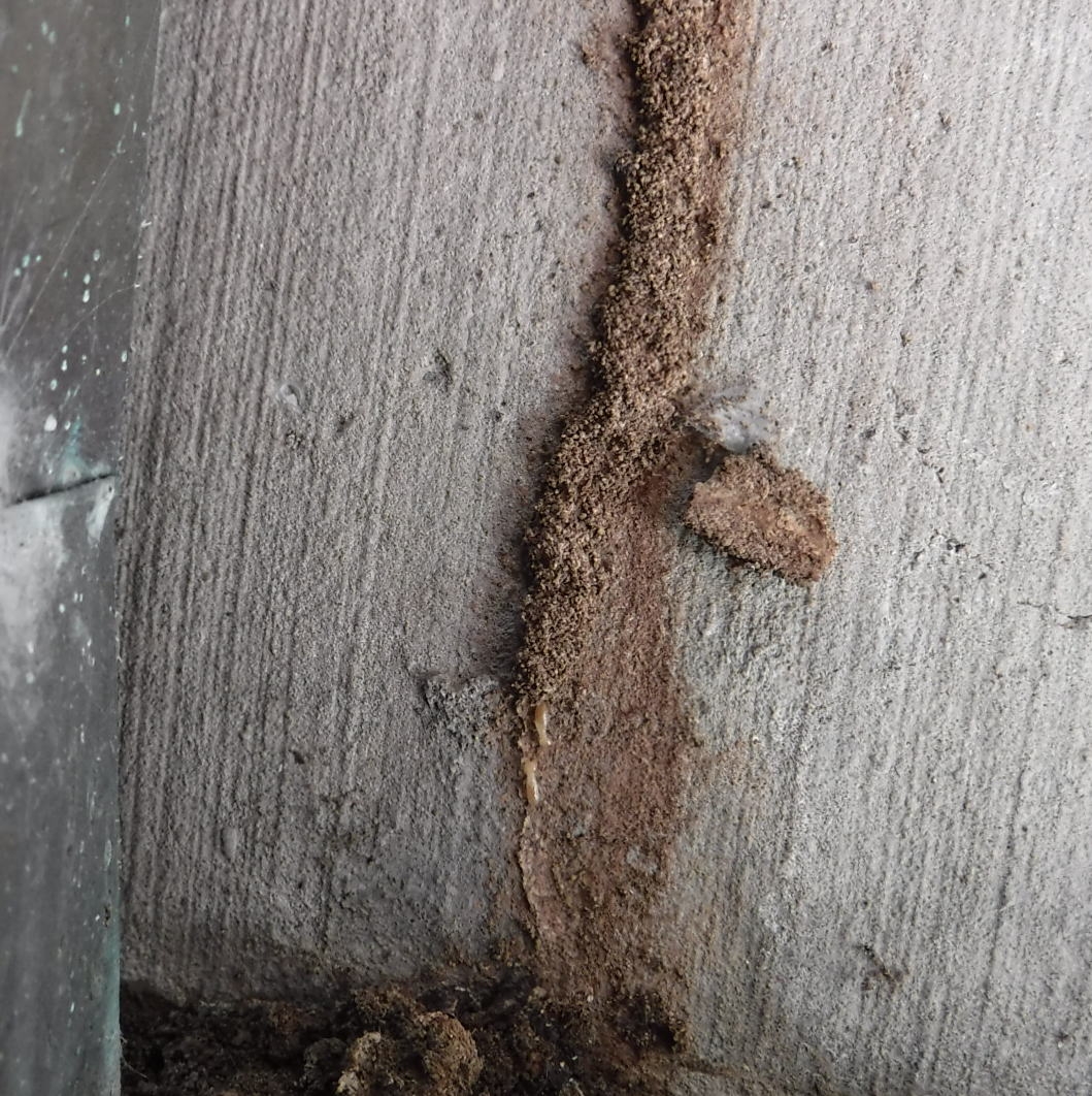 基礎についた蟻道2