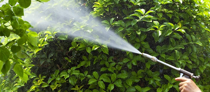 庭木の消毒