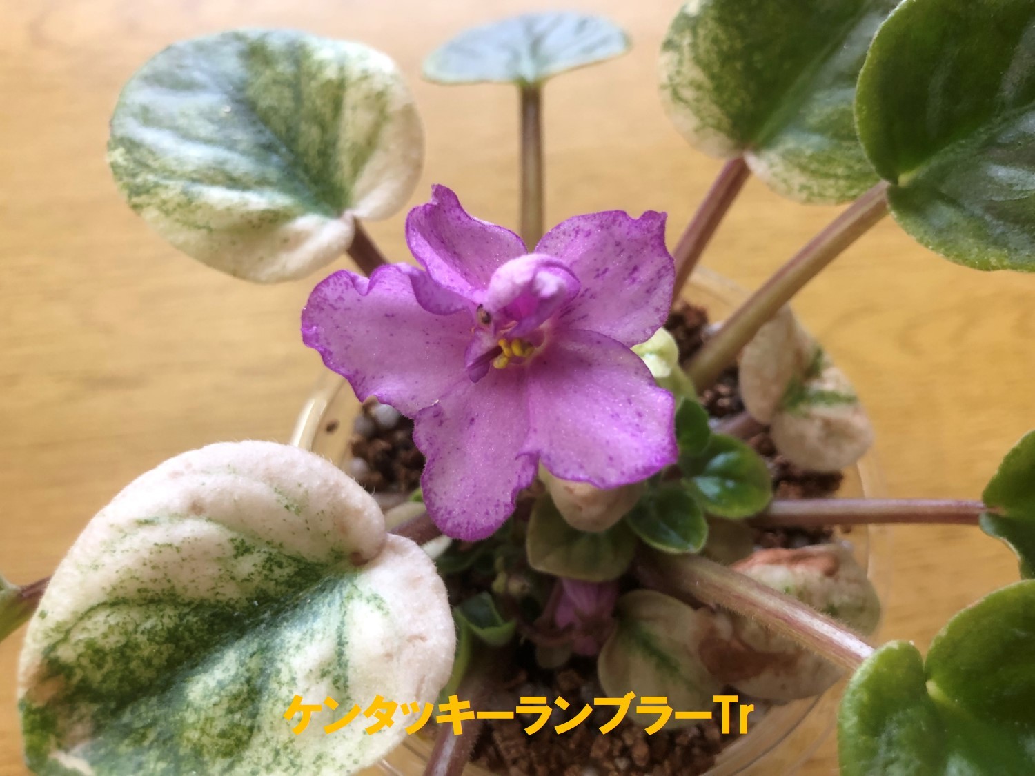 ケンタッキーランブラーTr