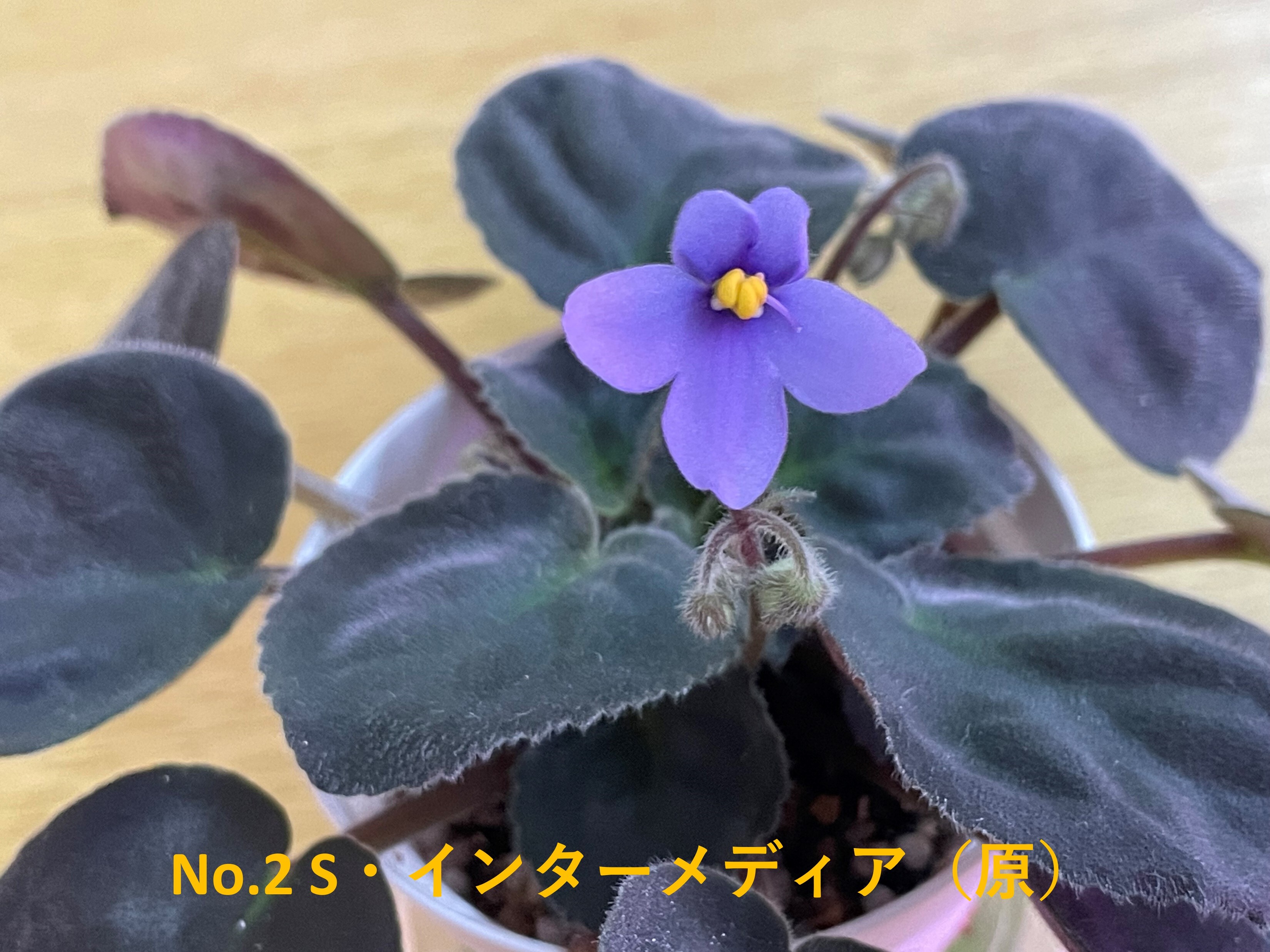 インターメディア