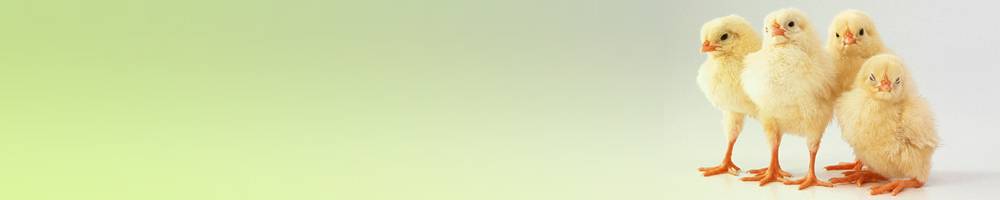 動物6_グリーン