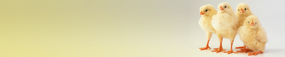 動物6_イエロー