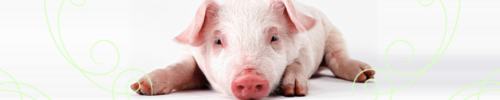 動物8_グリーン