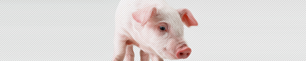 動物14_ブラック