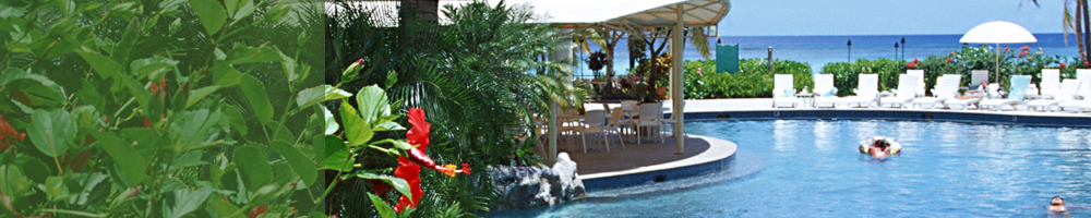 旅行9_グリーン