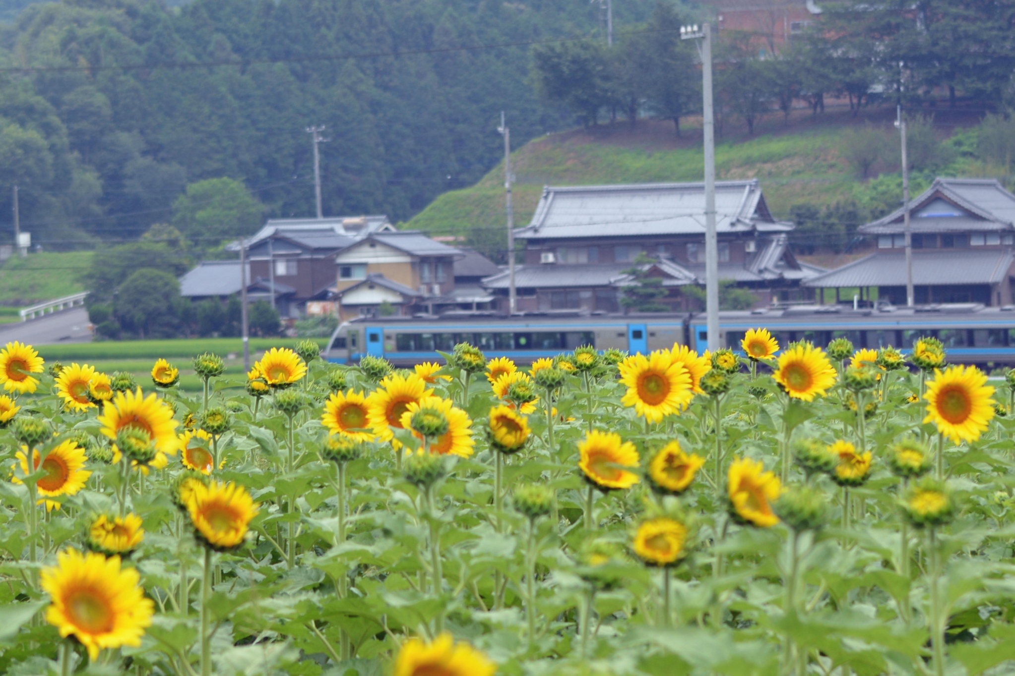 まんのう町ひまわり畑