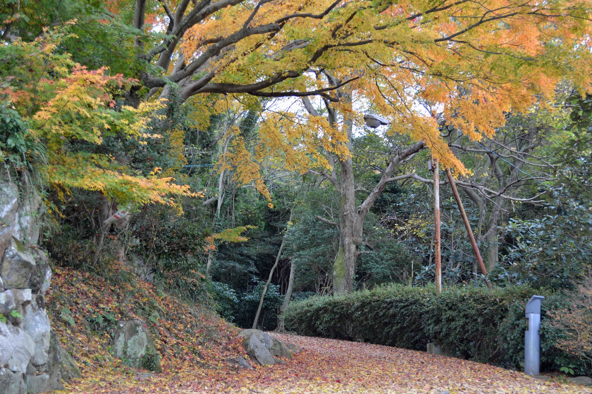 屋島の紅葉