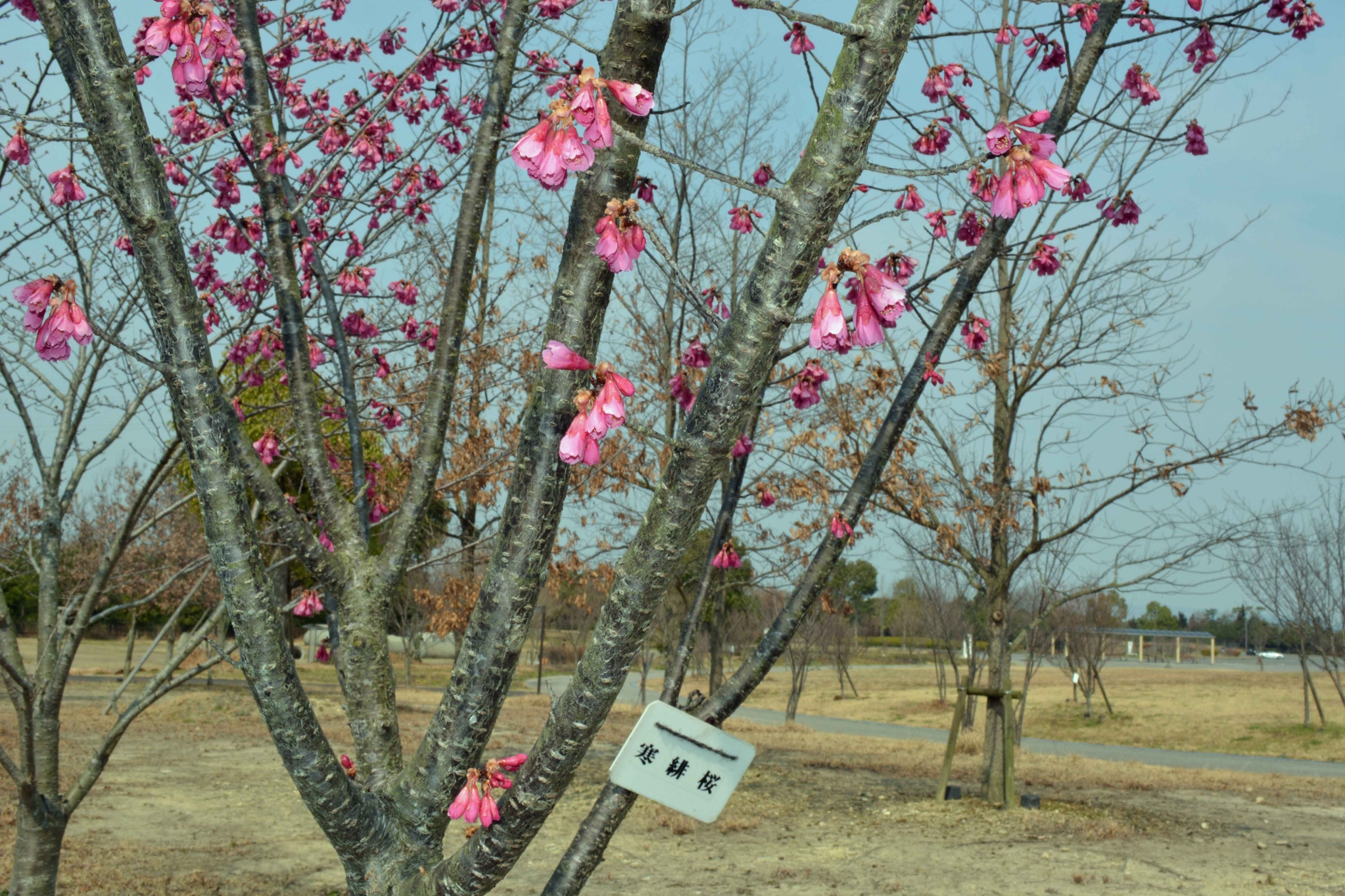 寒緋桜