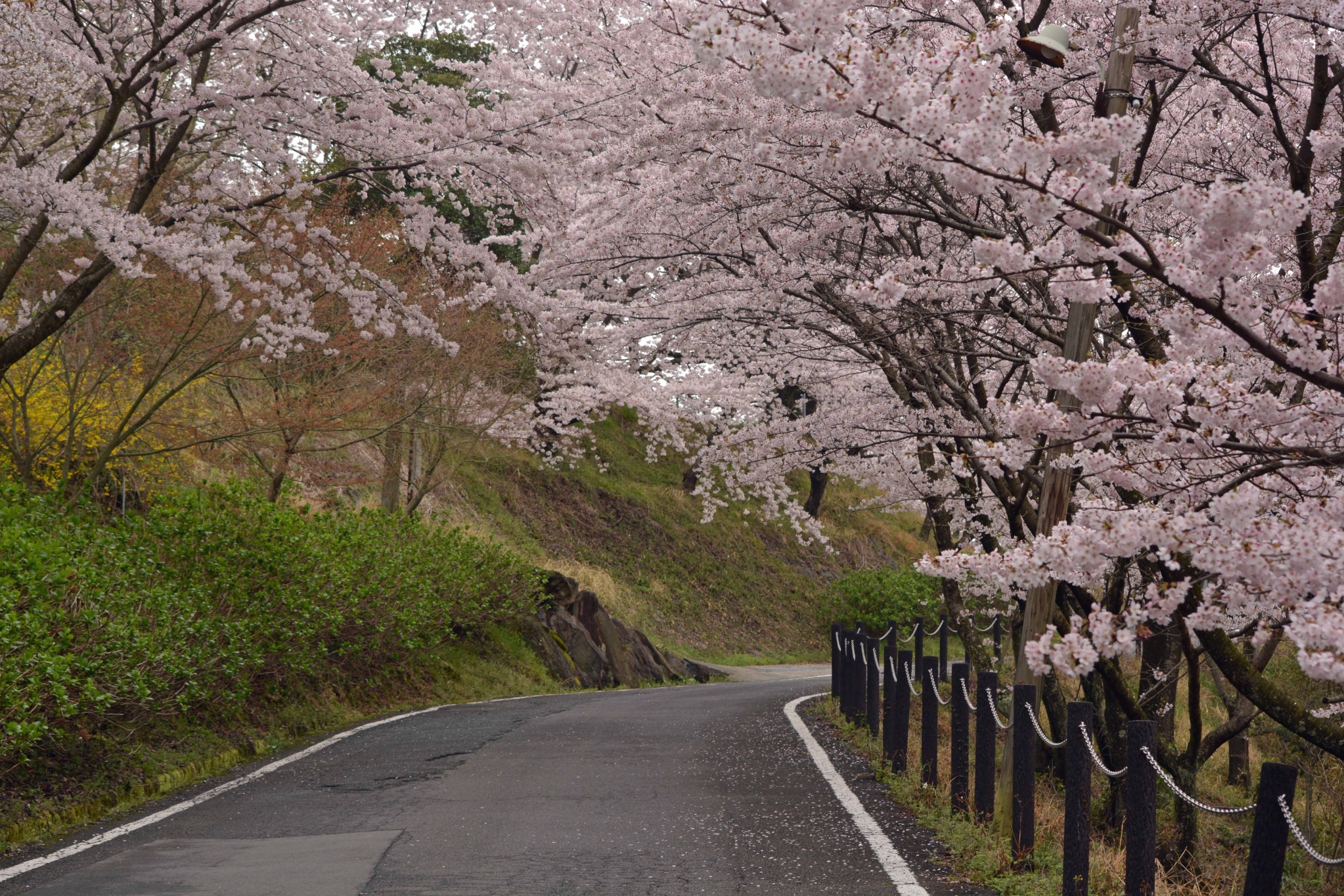 白峰寺桜