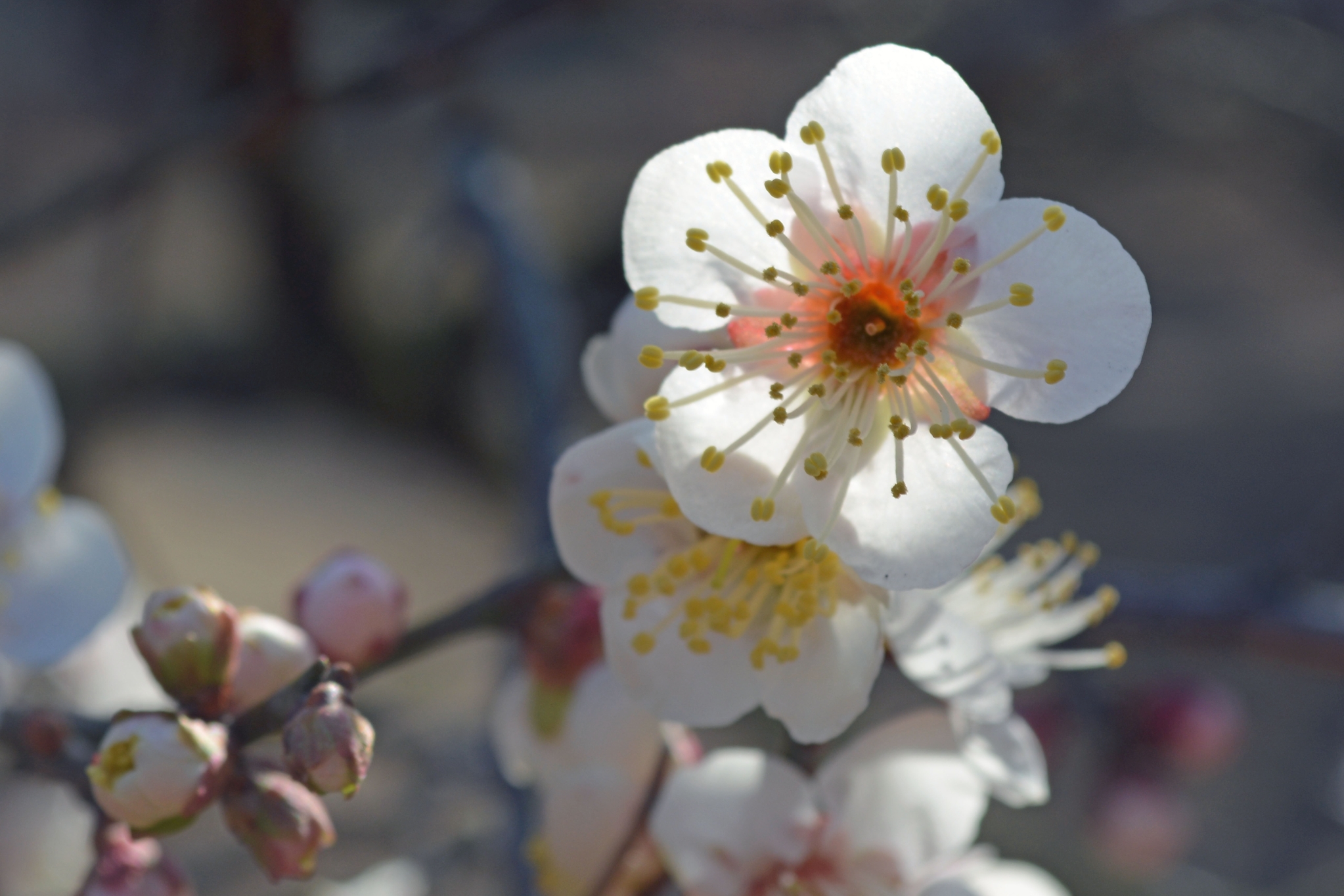 栗林公園の白梅