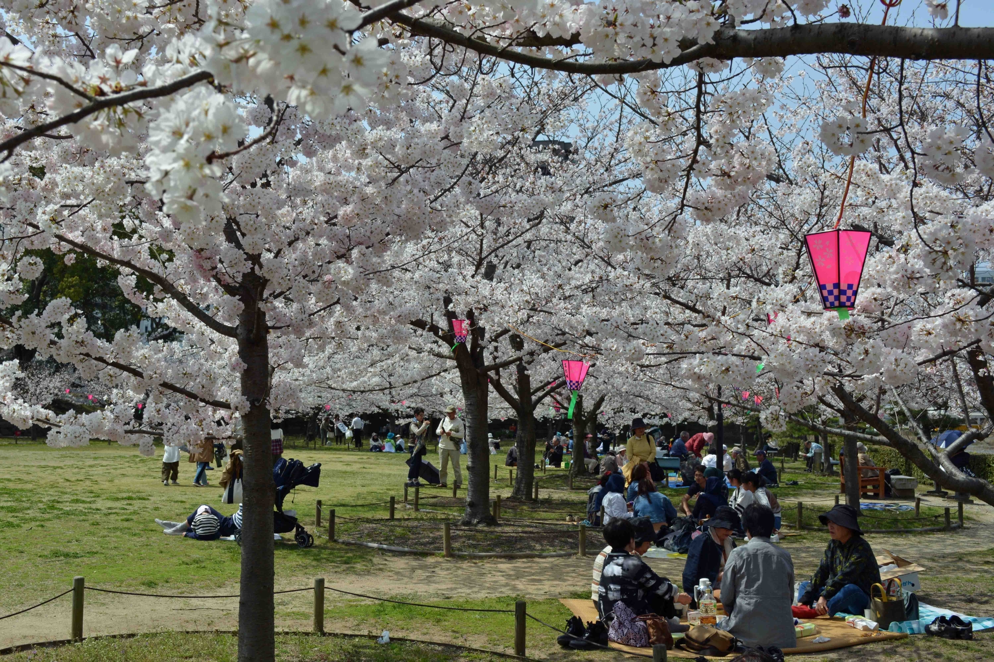 玉藻公園桜の馬場