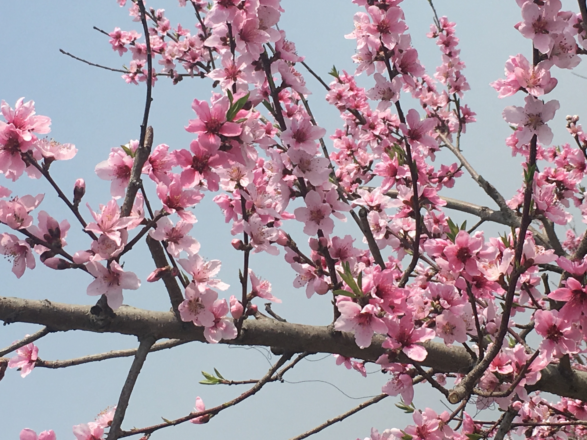 桃の花