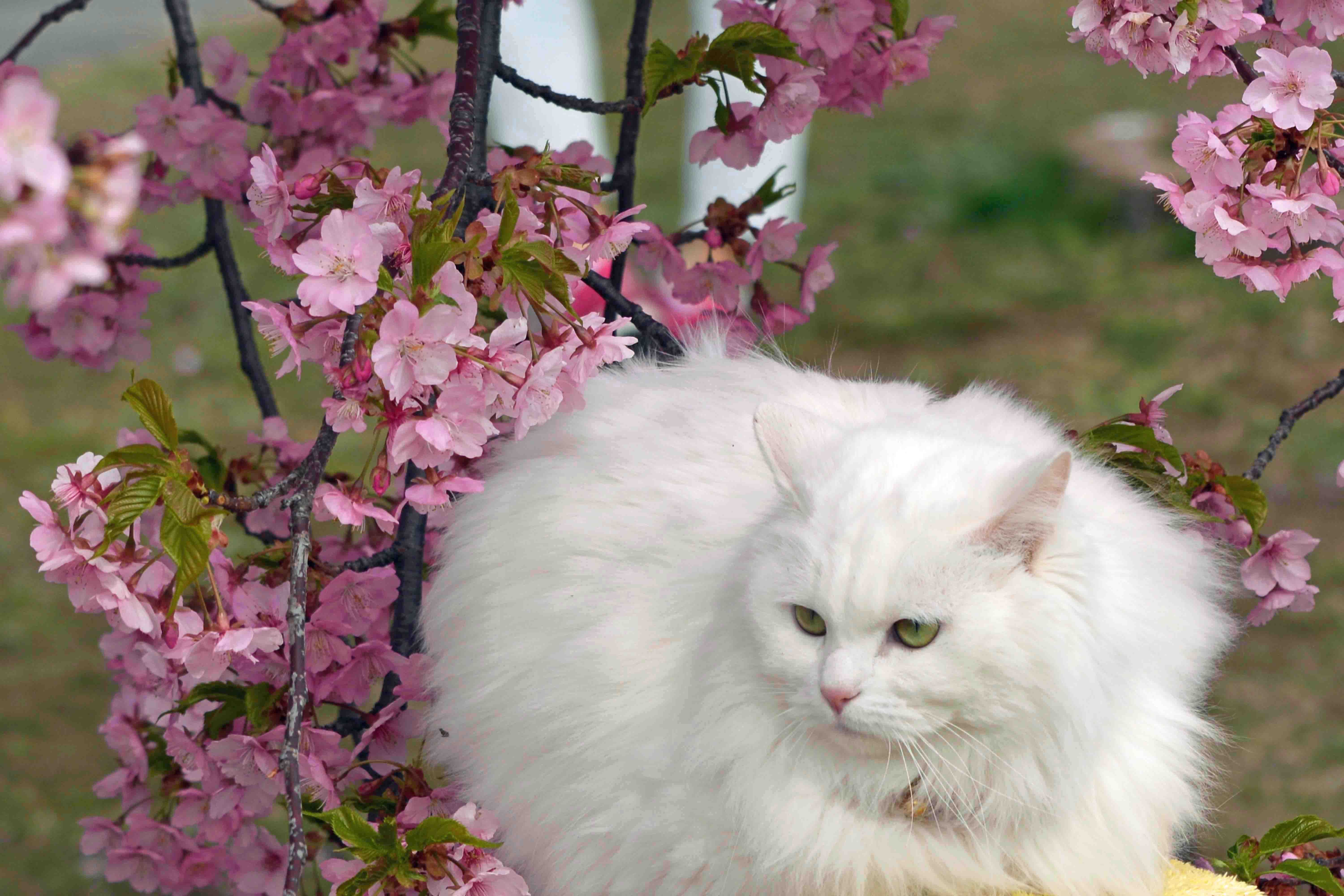 DSC_0847 - コピー