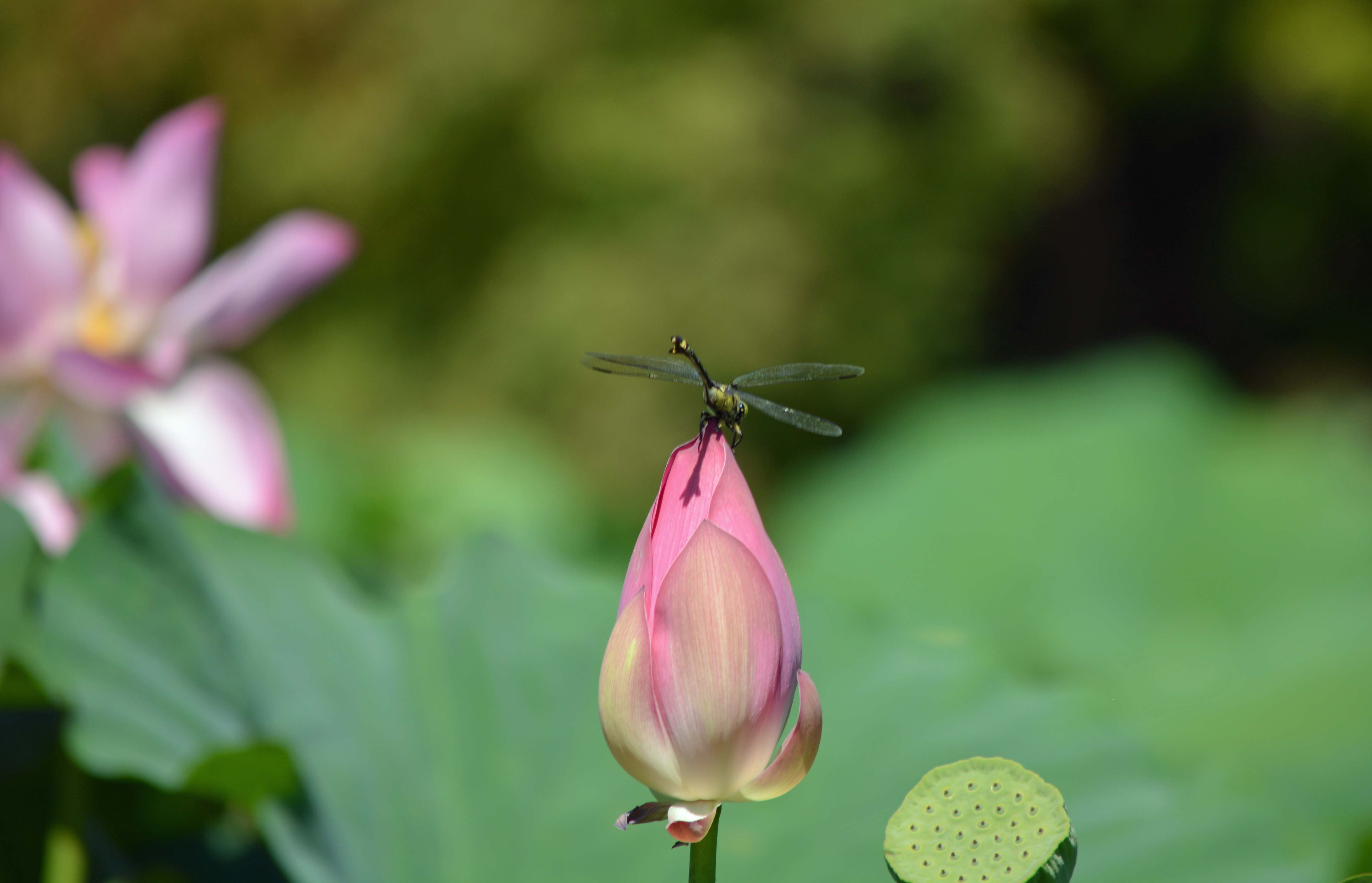 DSC_0410 - コピー