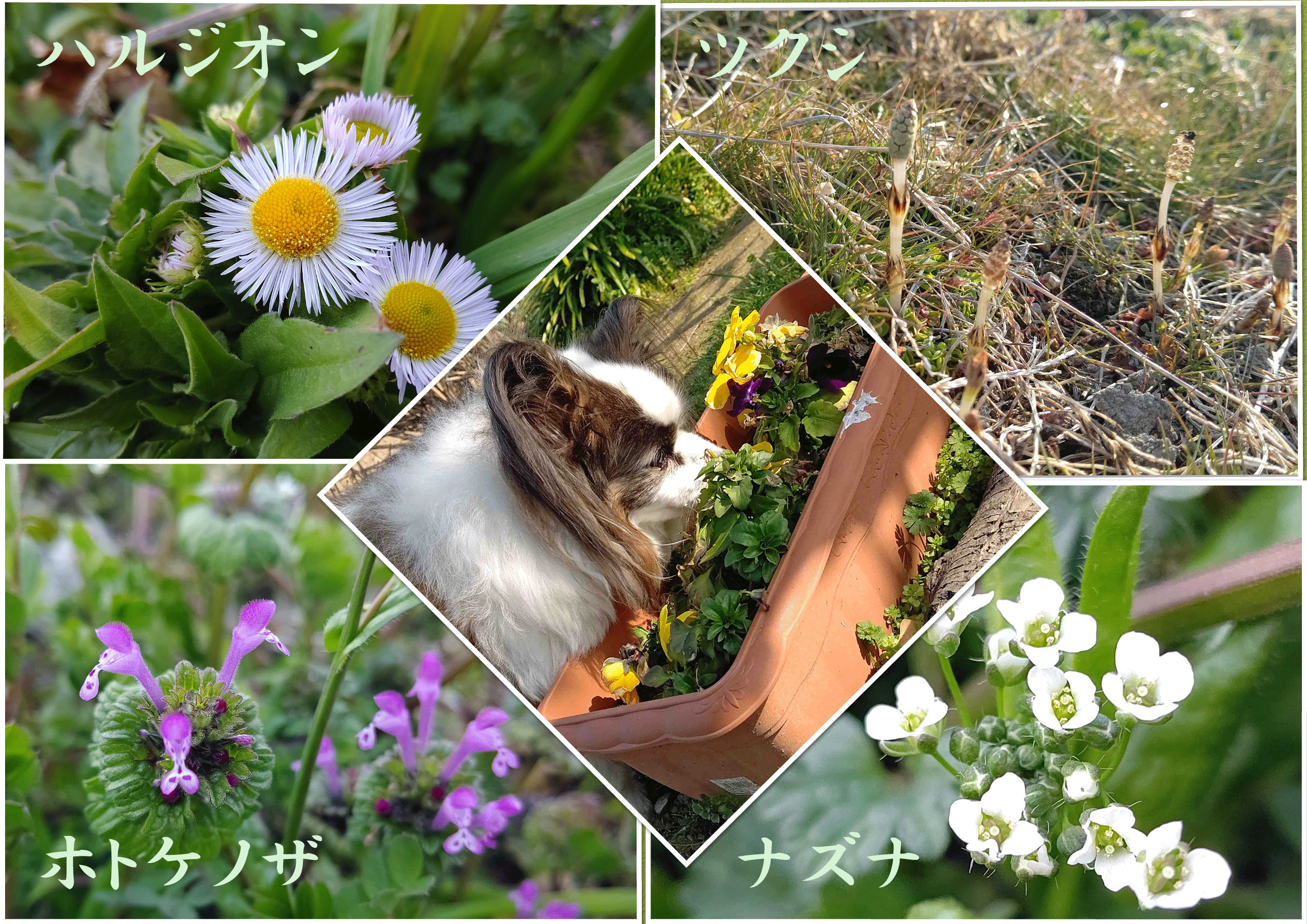 春の草