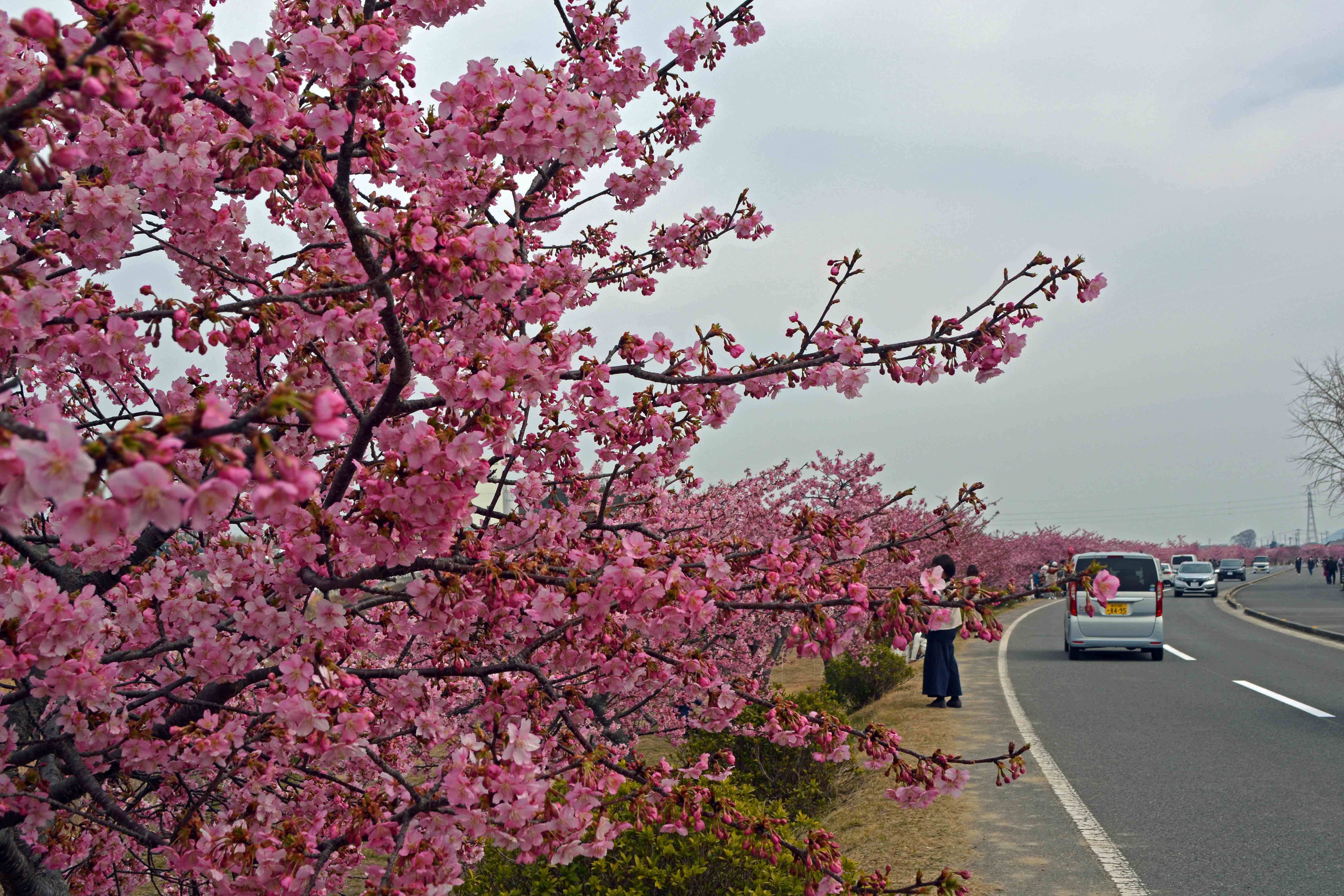 DSC_0808河津桜⑤