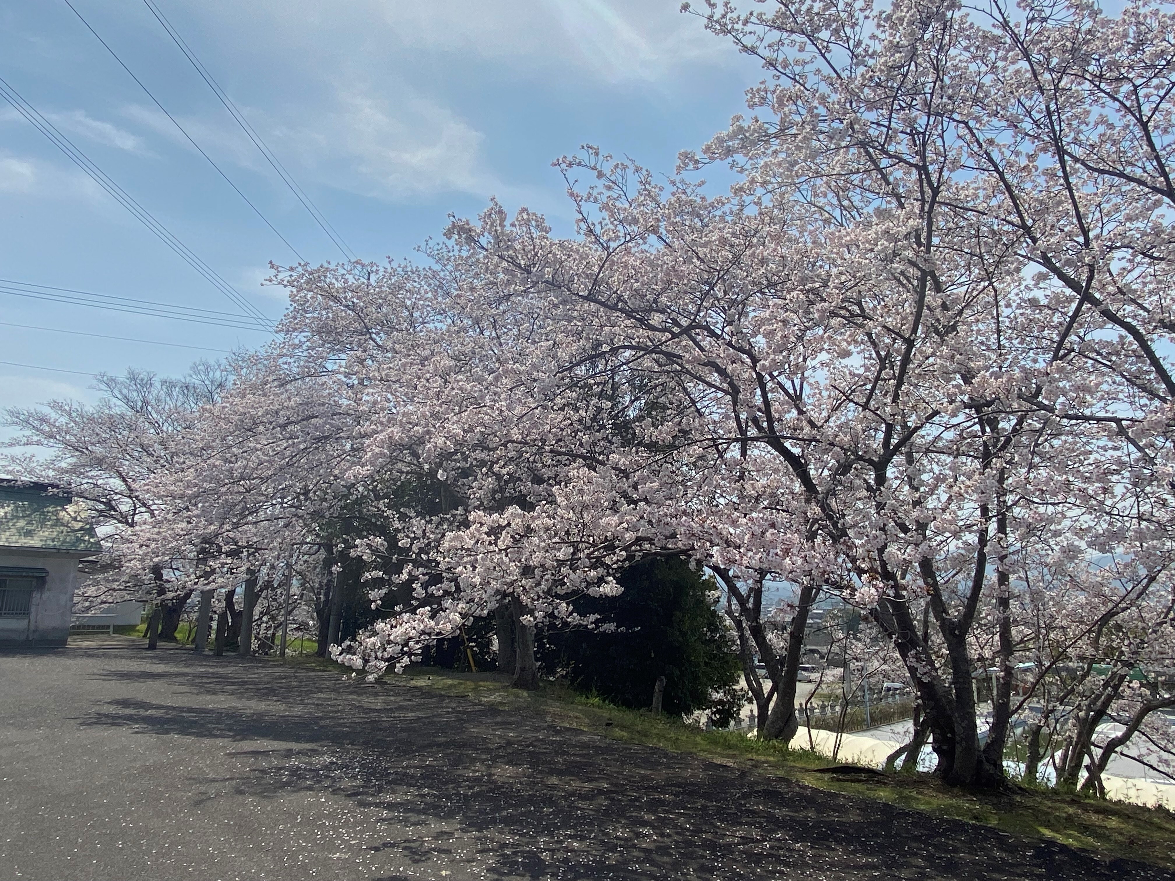 さくら