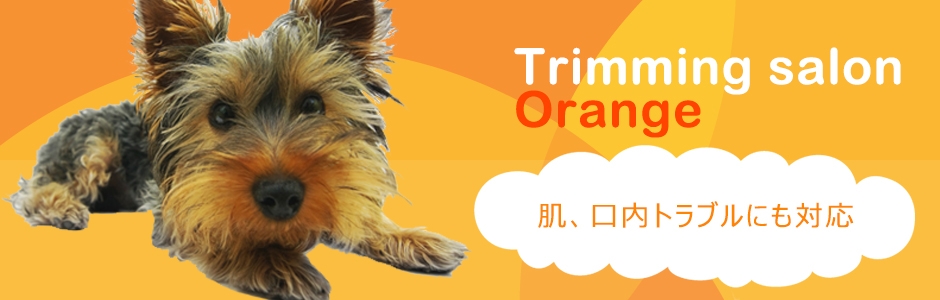 オレンジトップ