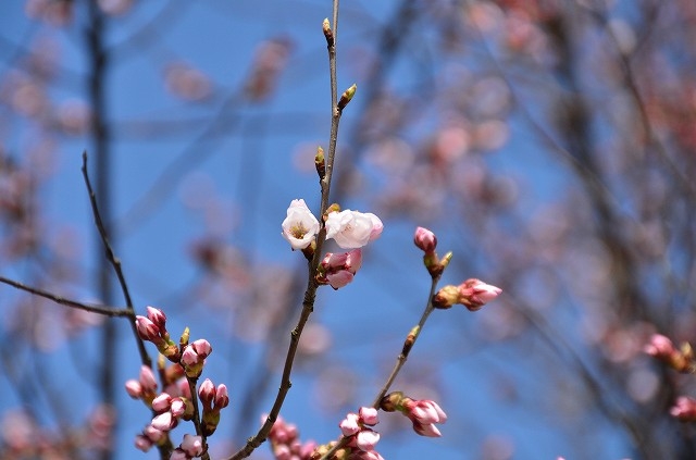 sakura_150331
