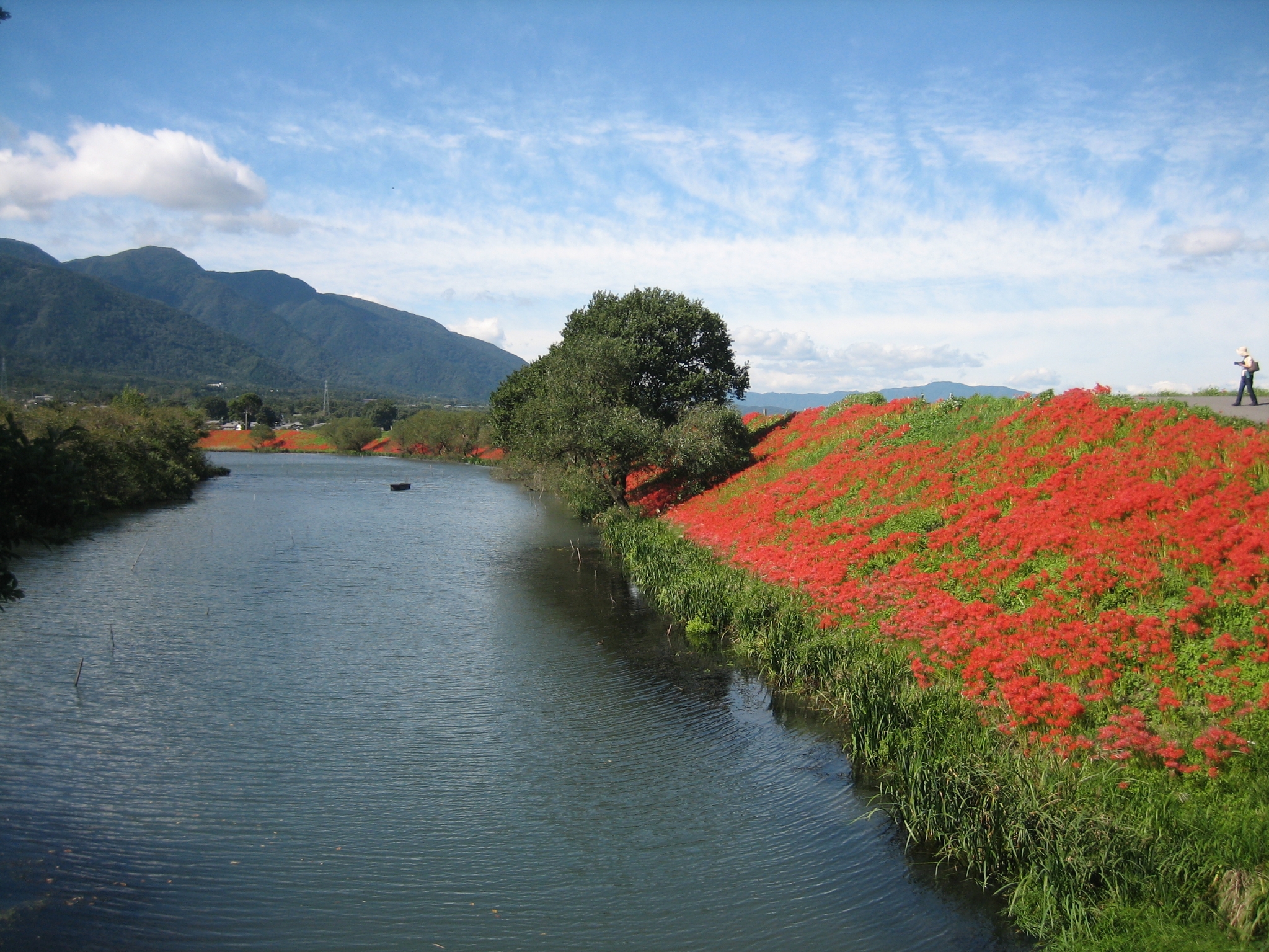 津屋川の彼岸花