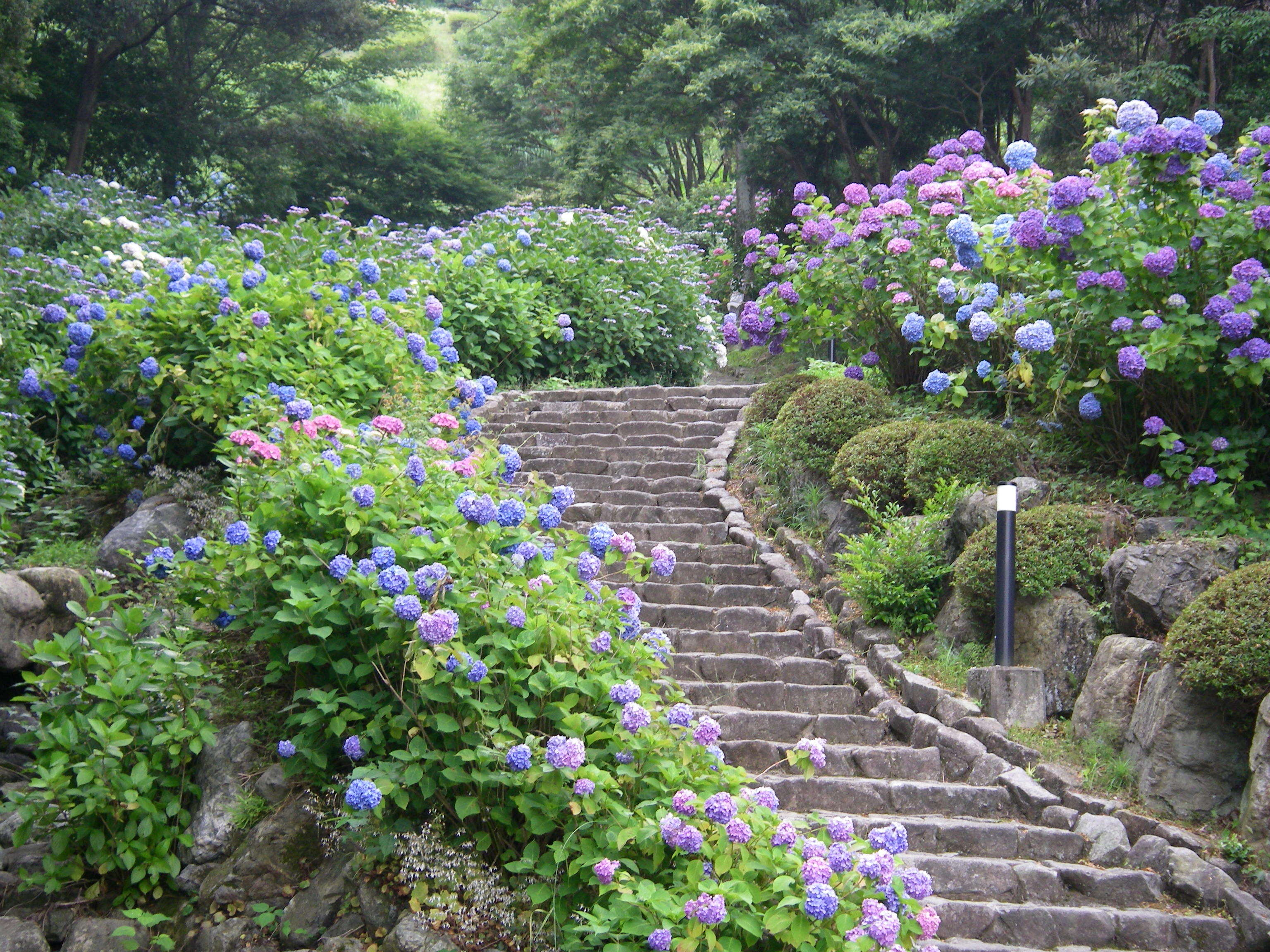 ②あじさいの小径