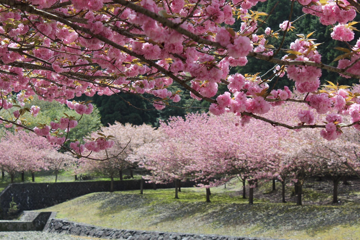 羽根谷だんだん公園3