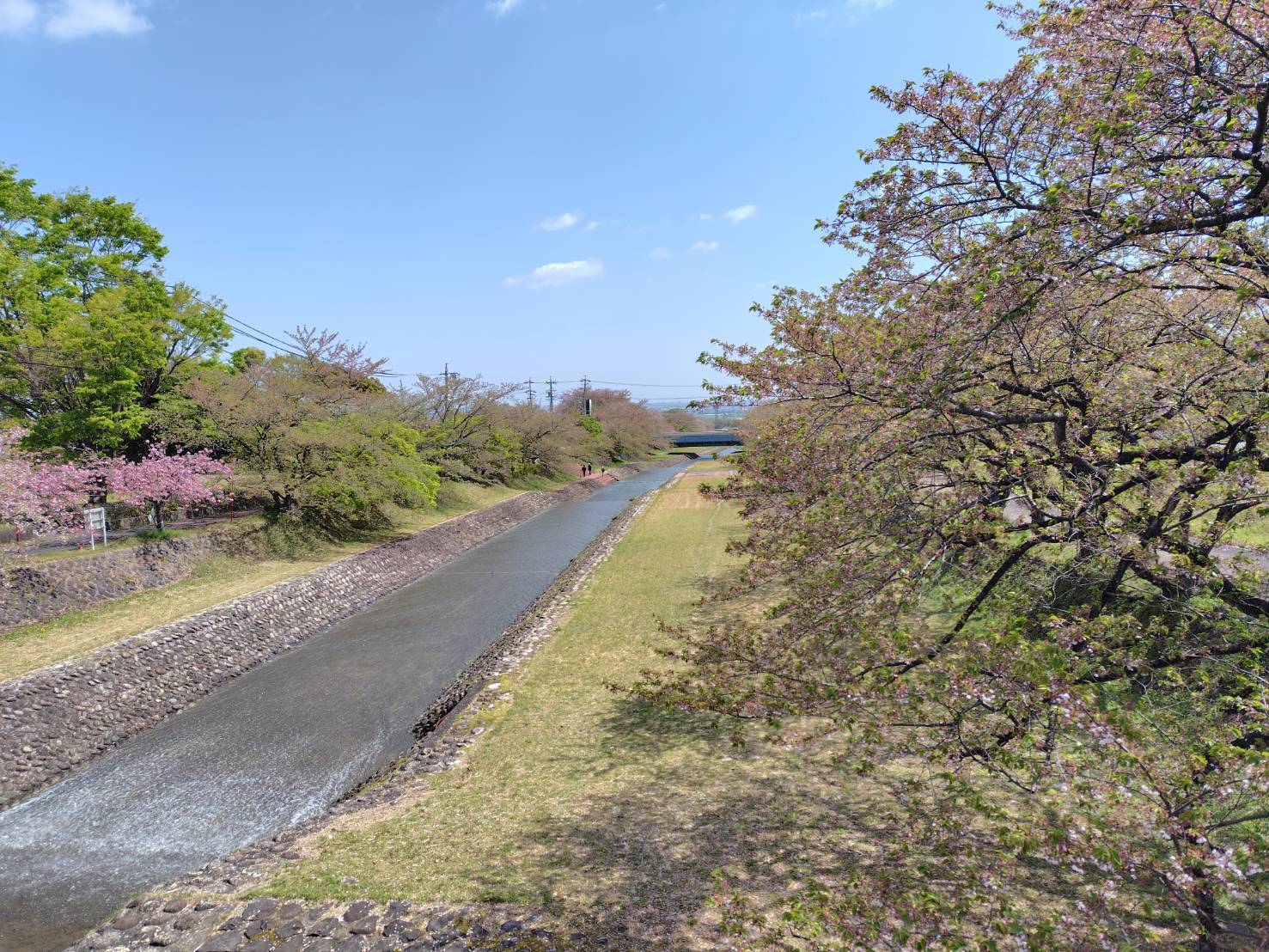 4.14だんだん公園ソメイヨシノ