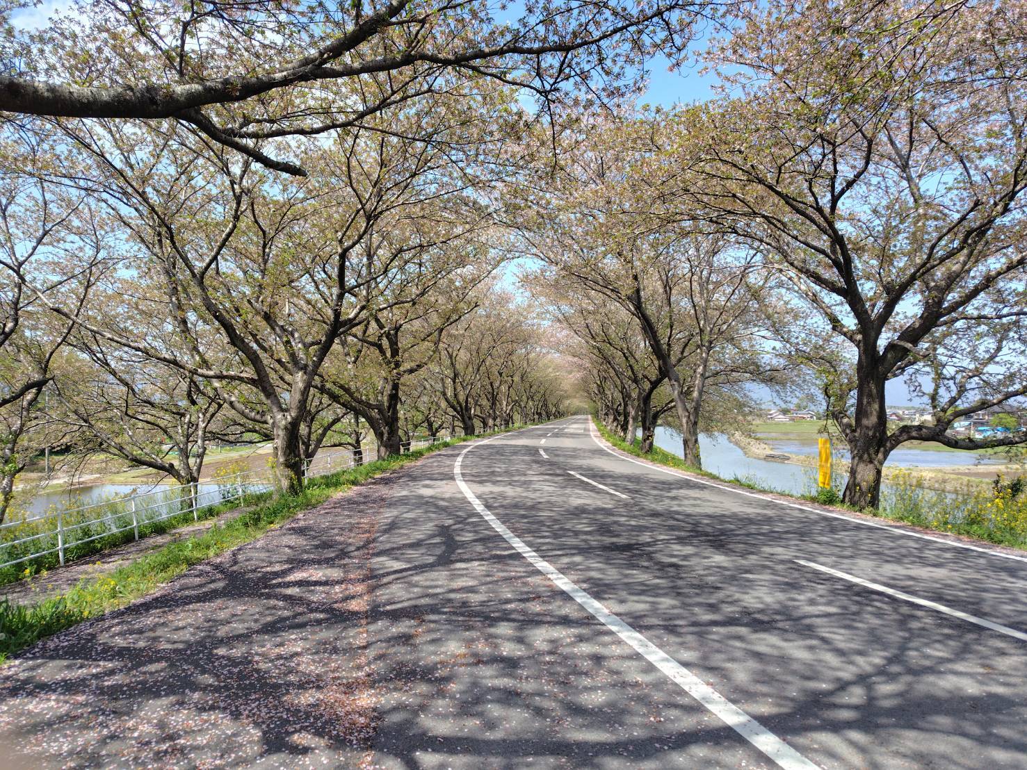 4.14平田公園ソメイヨシノ