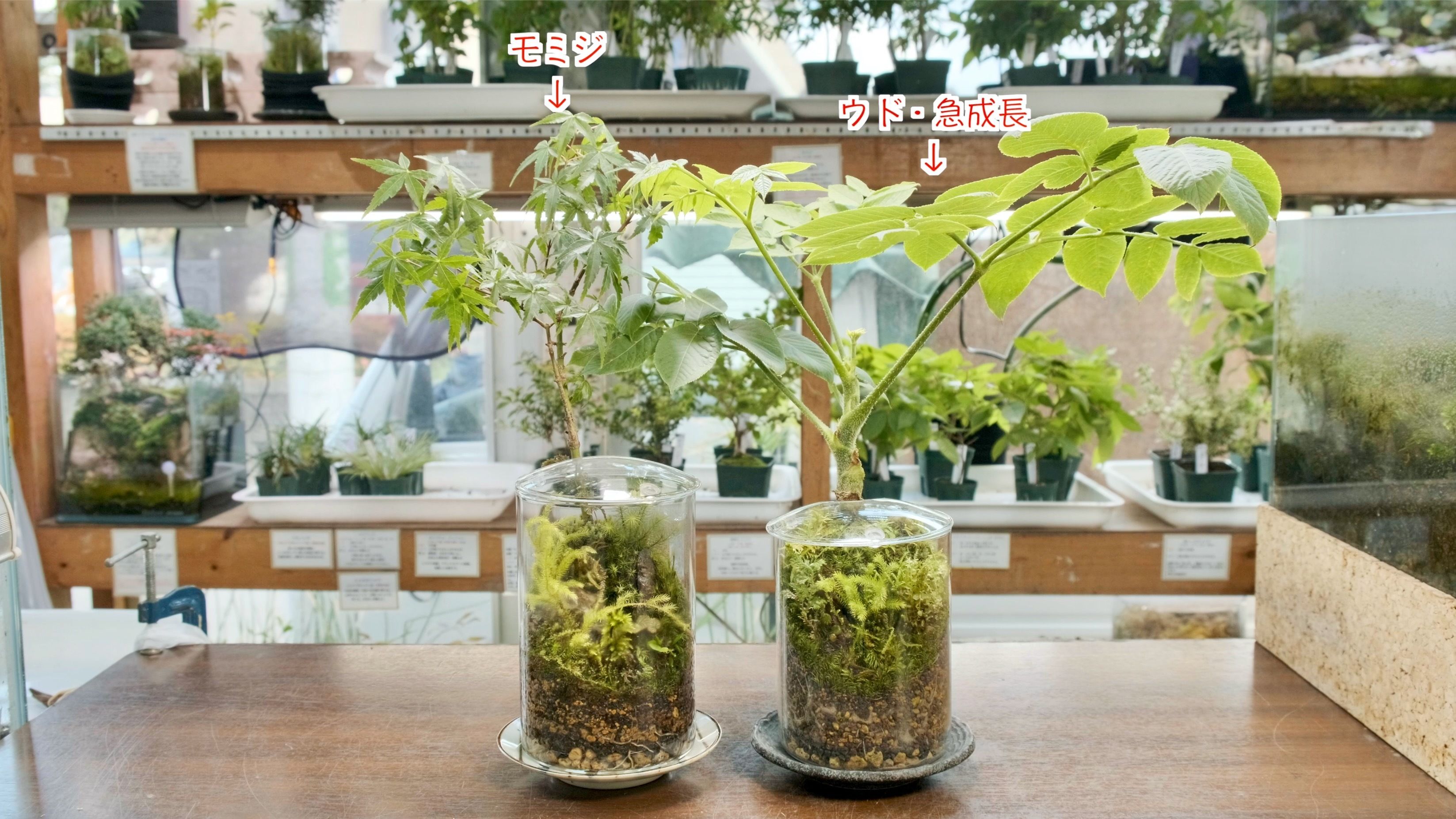 スクリーンショット 2022-06-17 13.53.47