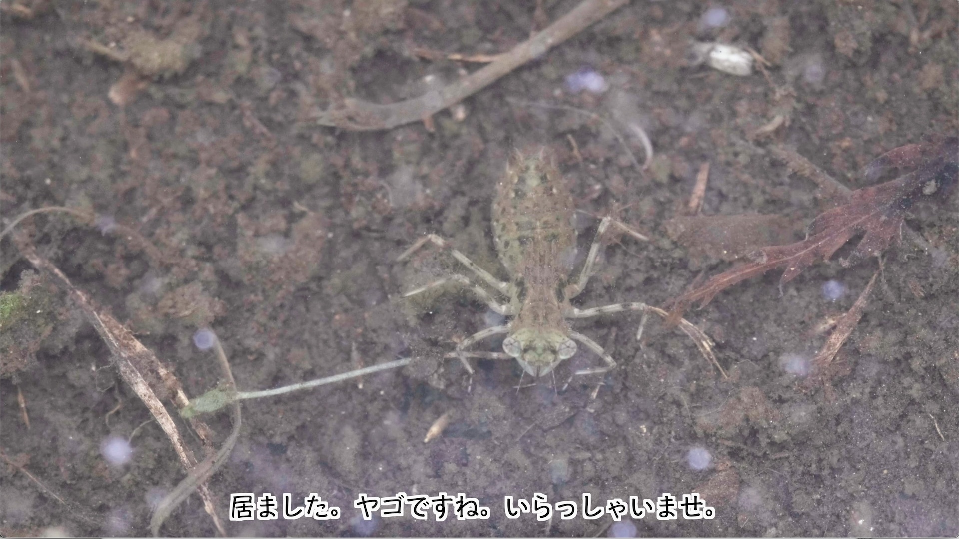 スクリーンショット 2024-06-08 1.31.46