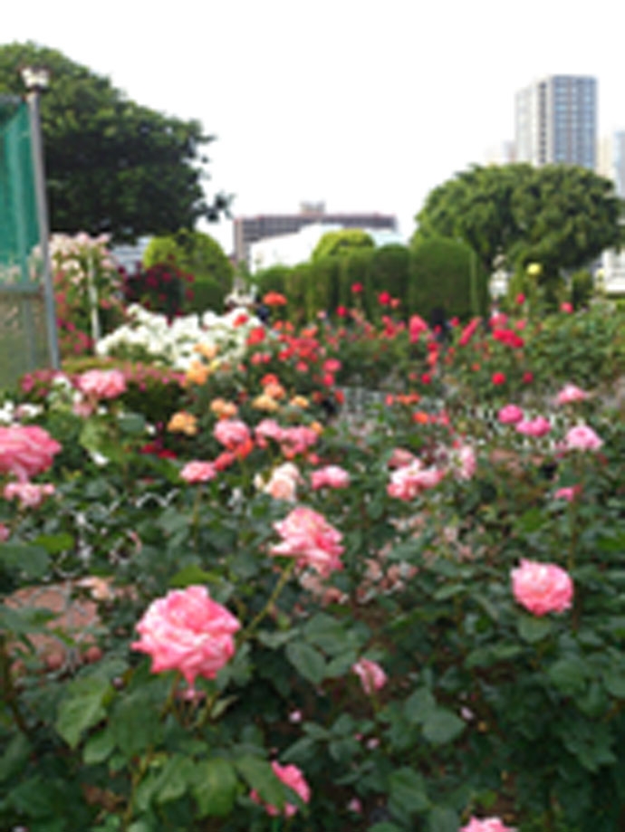薔薇園
