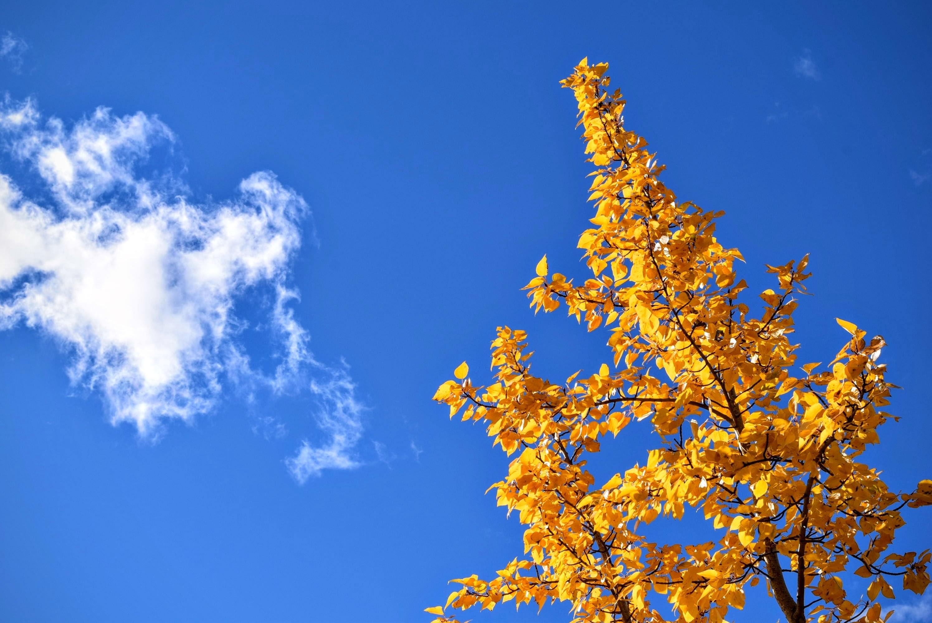 autumn-cloud-leaves-26062