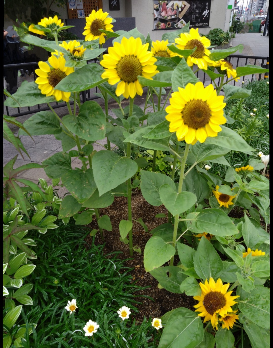 Screenshot_20230612-231836