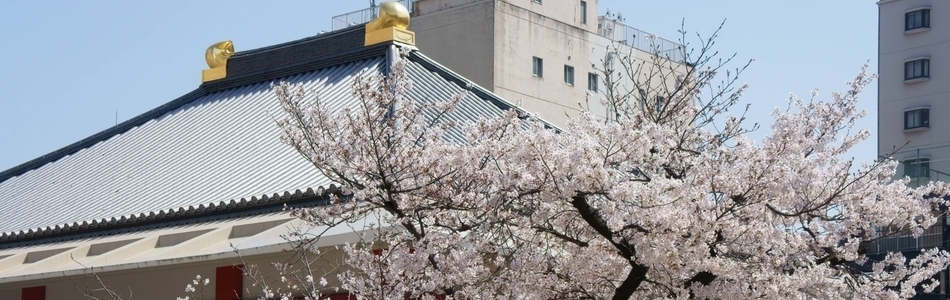 顕本寺 桜⑤