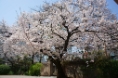 顕本寺 桜①
