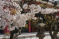 顕本寺 桜⑥