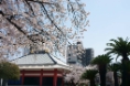 顕本寺 桜④