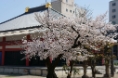 顕本寺 桜⑤