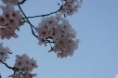 顕本寺 桜⑧