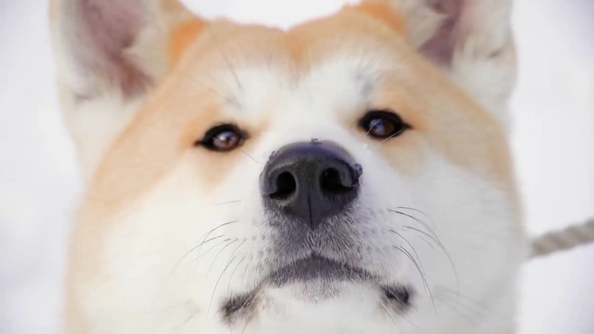 秋田犬
